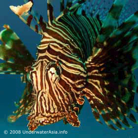 Lionfish